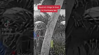 Squirrel clings to tree in Hurricane Ian #shorts