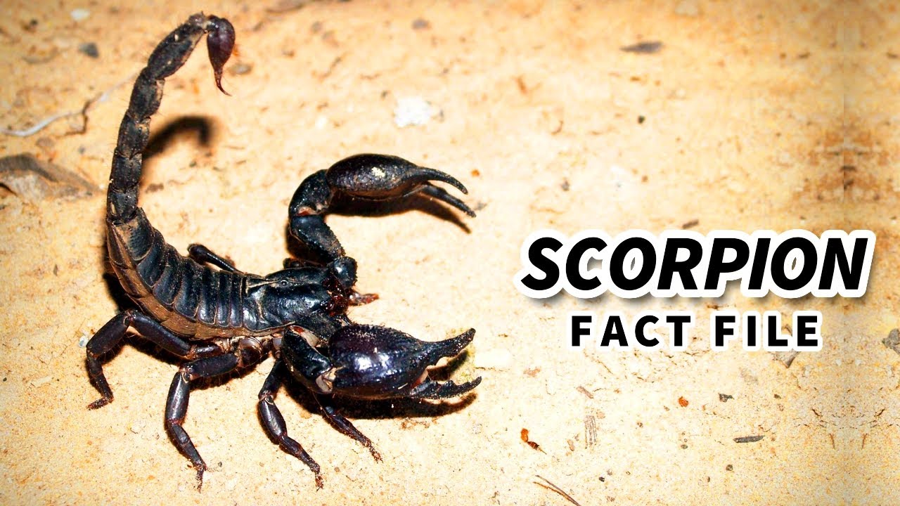 Scorpion Facts The Not So Fatal Sting рџ Animal Fact Files Youtube