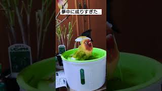 水浴び場で鉢合ったら🤣w  #コザクラインコのジル \u0026 #ボタンインコのひま🐥💕   #やさしい気持ち