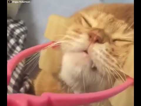 Gizmo Burner - Cat Relaxer Cat Massage Roller Gizmo Burner - Cat Relaxer Cat Massage Roller
