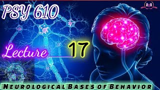 PSY610 || Lecture 17 || Neurological Bases of Behavior || Short Lecture || VU Lectures