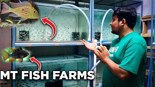 Master breeder breeds THOUSANDS of cichlids | Cichlid breeding secrets REVEALED!