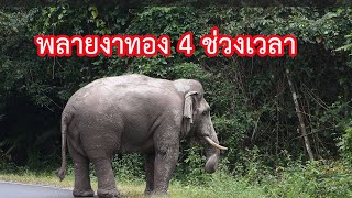 พ่อพลายงาทองใน 4 ช่วงเวลา ตกมันและไม่ตกมัน ไม่ค่อยอ้วนเท่าไหร่