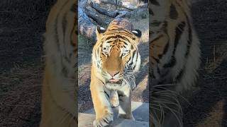 アムールトラ　アースくん　あいさつしにきてくれました【のんほいパーク】Amur tiger Earth-kun Toyohashi Zoo