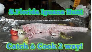 South Florida  Iguana Hunt - Catch and Cook 2 way!