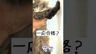 猫壁チャレンジやってみた　＃shorts