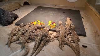 Elevages Lisard (2021) Uromastyx ornata babies eating flowers