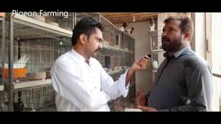 Complete info with Mr Atta rehman=2 | Pigeons in Pakistan/   Fancy pigeon Farming | Pigeon Business