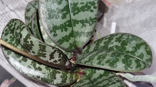 Мечты сбываются! Phal. Schilleriana 'MSH' из группы \