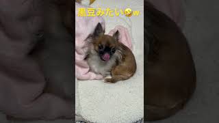 黒豆みたいで可愛いチワワのひよこちゃん🐤🐾w#shorts #チワワ #犬