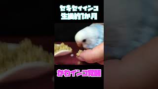 【セキセイインコ】挿し餌でかわインコ♪　#shorts #ヒナ #孵化