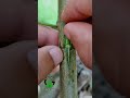 bud grafting techniques best video shorts