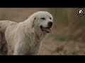 livestock guardian dog characteristics u0026 advices part1