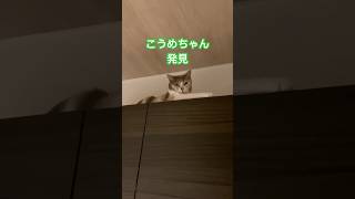 「三毛猫こうめちゃんツンデレからの甘えん坊スタイル！」