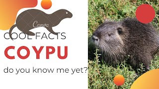 Coypu facts 🐀 Nutria 🐀 large, herbivorous, semiaquatic rodent