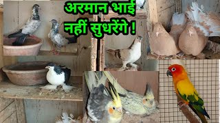 Arman Pigeon Loft par Fancy Pigeons | Sun Conure, Love bird aur Cockatiel