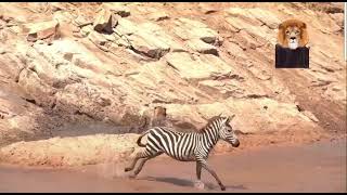 leopard kills baby zebra in front of its mother / leopardo mata cebra bebe delante de su madre