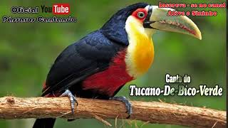 CANTO DO TUCANO DE BICO VERDE 🐤 🐤 🐥 🐥