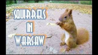 Squirrels in Warsaw / Wiewiórki w warszawskich Łazienkach