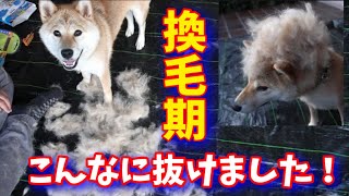 【柴犬の換毛期】ファーミネーターとグローブでお手入れします！