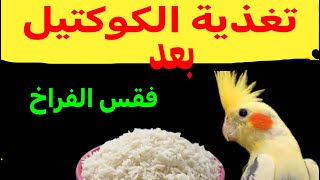 تغذية الكوكتيل بعد مرحلة فقس الفراخ