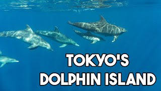 Tokyo's Dolphin Island - 東京のイルカ島