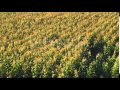Corn field blowing in the wind - Static medium long shot