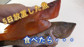 アカハタ　オオモンハタ　どっちがおいしい？そもそも5日経った魚は食べれる？