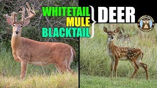 Deer are Awesome - Whitetail Deer | Mule Deer | Blacktail Deer