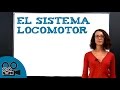 El sistema locomotor