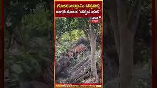 Tiger Caught In Gopalswamy Temple | ಗೋಪಾಲ ಸ್ವಾಮಿ ಬೆಟ್ಟದಲ್ಲಿ ಹುಲಿ ಬಂತು ಹುಲಿ