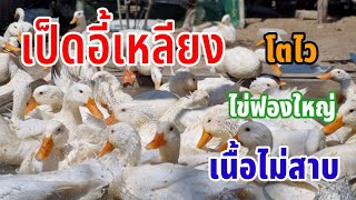 เป็ดอี้เหลียง Yi-Liang Duck ร้อยเอ็ด อ.ศรีสมเด็จ ต.เมืองเปลือย บ.ป่าเม้าเหนือ@Bawman2565