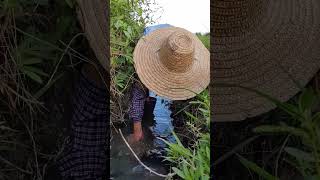 老奶奶的抓鱼技术真好Grandma's fish catching skills are really good  #fishing #fish #户外捕鱼 #抓鱼 #satisfying #鄉村生活