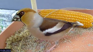 2023 06 10 Kernbeißer zu Besuch - Hawfinch on visit