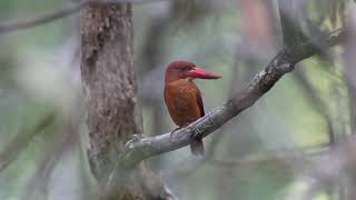 Ruddy Kingfisher