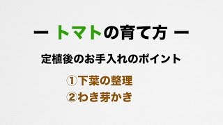 サントリーフラワーズ 育て方講座「トマトの育て方」 2分55秒