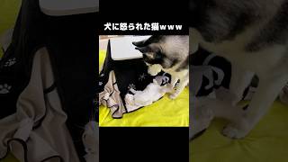 大型犬に怒られる猫が可愛すぎる...笑#shorts