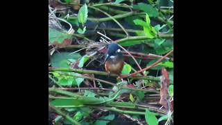 カワセミ狛江地区３番子の４？ショート 2024 09 11 #カワセミ #幼鳥 #野鳥 #birds #wildlife #nature #自然観察ぶらり散歩