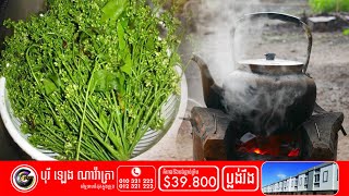 ស្ដៅគឺជាឱសថធម្មជាតិអាចជួយព្យាបាលជំងឺយ៉ាងស័ក្ដិសិទ្ធដែលបងប្អូនមិនដែលដឹង