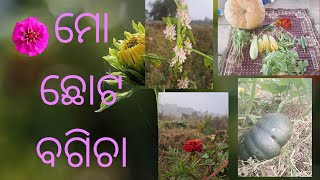 ଆମ ଛୋଟ ବଗିଚା🥰😍