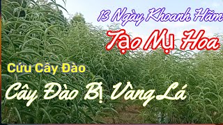 Kiểm tra vết khoanh cây đào tết sau 13 ngày khoanh hãm tạo nụ hoa