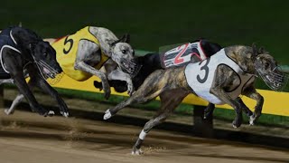 800 Meters Track Race Greyhound Racing