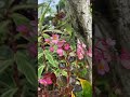 asmr beautiful lovely pink flower in a rural jombang atmosphere