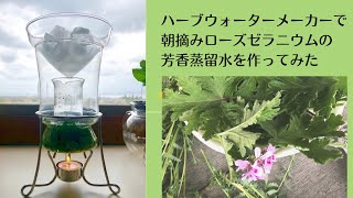 ハーブウォーターメーカーで朝摘みローズゼラニウムの芳香蒸留水