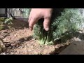 quick way to prune a dill plant