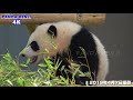 お母さんと追いかけっこ🎵 楽しそうに遊ぶ、親子パンダ🐼🐼 赤ちゃんパンダ🐼 彩浜🌈 良浜🐼 アドベンチャーワールド🐼