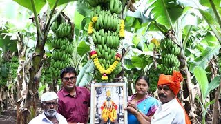 कोल्हापूर : केळी बाग श्री बाहुबली कत्ते यशोगाथा Kolhapur banana farming success story #banana_house