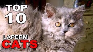 TOP 10 LAPERM CATS BREEDS