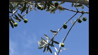 小さな窓の花ごよみ 403 青い秋 ♪シチリアーナ（レスピーギ）松岡みやび ♪