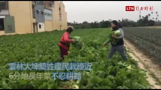 一顆10元！長年菜價格慘跌 菜農開放自採